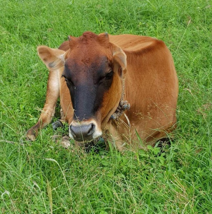 cow1