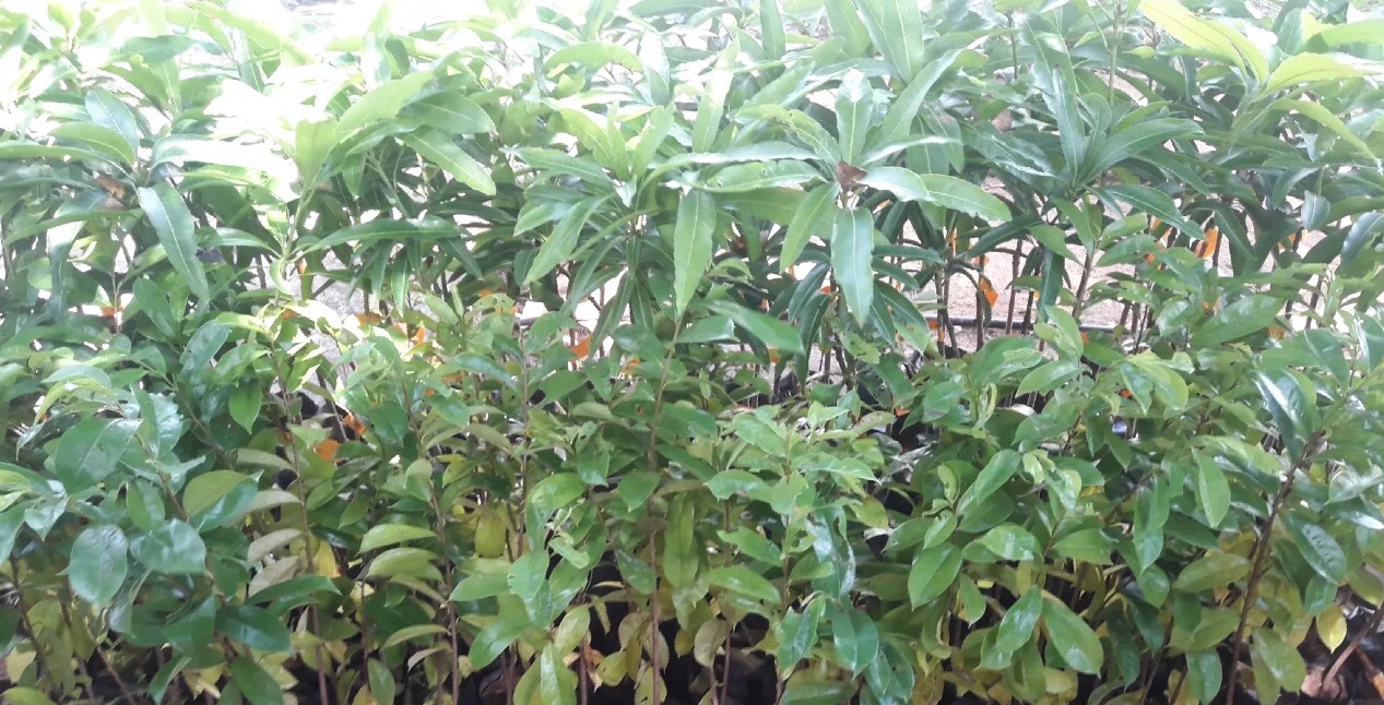 Plantation of Bee and Kumbuk trees